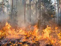 New forest fire incidents