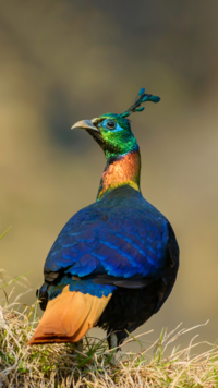 ​<i class="tbold">9</i> most beautiful Indian birds that can be spotted easily