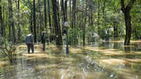 River levels fluctuate, forest submerged in water