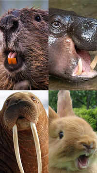 10 adorable species sporting protruding teeth