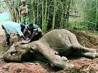 Ailing wild elephant dies in <i class="tbold">sathyamangalam</i> Tiger Reserve