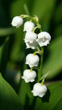 Lily of <i class="tbold">the valley</i>