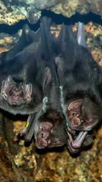 Bats' association with vampires