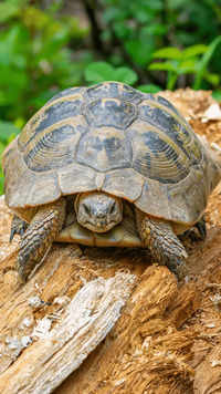 Hermann's <i class="tbold">tortoises</i>