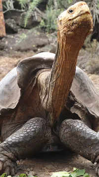 Galápagos tortoise