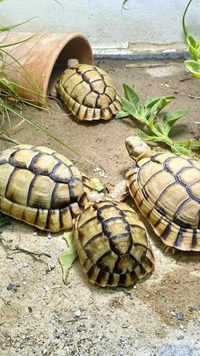 Egyptian tortoise