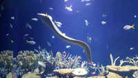 Electric eel: Shock and <i class="tbold">awe</i> defence