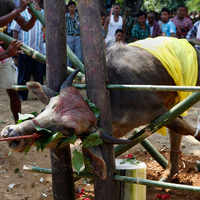 See the latest photos of <i class="tbold">animal sacrifice</i>