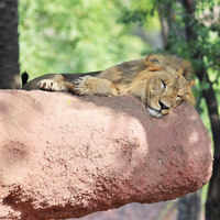 See the latest photos of <i class="tbold">asiatic lion</i>