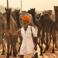 See the latest photos of <i class="tbold">pushkar fair</i>