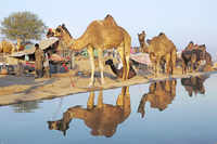 Check out our latest images of <i class="tbold">pushkar fair</i>