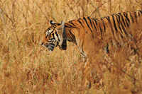 Check out our latest images of <i class="tbold">kanha national park</i>