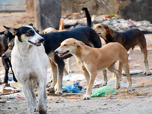 Friendicoes Animal Shelter News | Latest News on Friendicoes Animal Shelter - Times of India Friendicoes Animal Shelter News | Latest News on Friendicoes Animal Shelter - Times of India