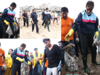 Pics: Amitabh Bachchan participates in <i class="tbold">versova</i> beach cleanliness drive