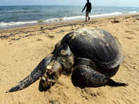 Dead humpback dolphin found on Vainguinim beach in Panaji