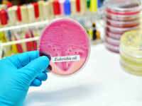 How E. coli is harmful
