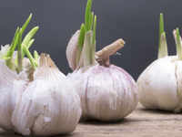 Garlic, onions, chives, <i class="tbold">leek</i>s, shallots and scallions