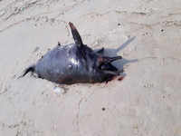 Dead humpback dolphin found on Vainguinim beach in Panaji