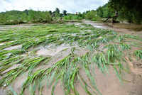 Check out our latest images of <i class="tbold">rain in punjab</i>