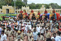 New pictures of <i class="tbold">dasara elephants</i>
