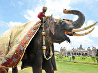 Check out our latest images of <i class="tbold">dasara elephants</i>