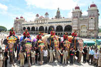 New pictures of <i class="tbold">dasara elephants</i>