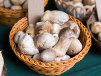 <i class="tbold">paddy</i> Straw Mushrooms