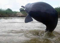 As dolphins return to Kolkata, Bengal men torture one on camera