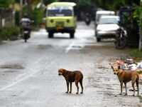 Besant Memorial Animal Dispensary K Shravan News | Latest News on Besant Memorial Animal Dispensary K Shravan - Times of India Besant Memorial Animal Dispensary K Shravan News | Latest News on Besant Memorial Animal Dispensary K Shravan - Times of India