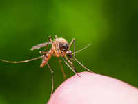 <i class="tbold">aedes</i> aegypti mosquito can tranmit chikungunya