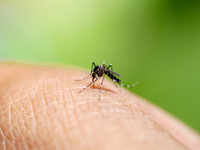 ​<i class="tbold">aedes</i> aegypti mosquito causes yellow fever