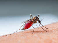 ​<i class="tbold">aedes</i> aegypti mosquito can cause dengue fever