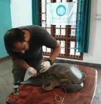 Dead humpback dolphin found on Vainguinim beach in Panaji