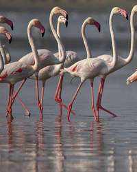 See the latest photos of <i class="tbold">greater flamingos</i>