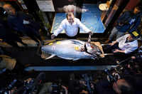 Check out our latest images of <i class="tbold">bluefin</i>