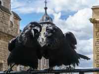 Ravens must remain in the <i class="tbold">tower of london</i>