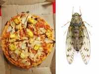 ​Cicadas Pizza, <i class="tbold">missouri</i> (U.S.)