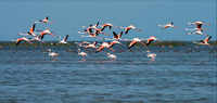 Click here to see the latest images of <i class="tbold">chilika</i>