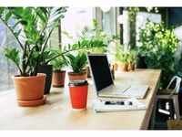 Plants can also be your WFH buddies