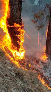 State govt constituted a task force to review forest fires and suggest containment measures