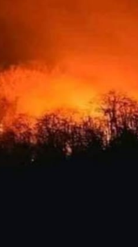For weeks, massive flames have engulfed the <i class="tbold">similipal tiger reserve</i>