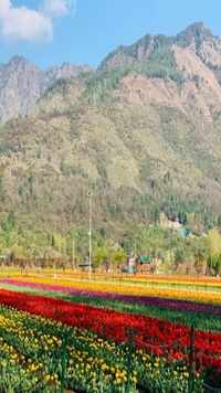 Tulip garden is located at the foothills of Zabarwan range in J&K with an overview of Dal Lake.