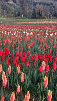 The garden was opened in 2007 by the then <i class="tbold">cm</i> Ghulam Nabi Azad to boost floriculture and tourism in Kashmir.