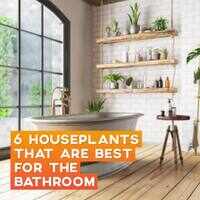 6 Houseplants that are best for the <i class="tbold">bathroom</i>