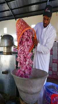 Worker at rose farm, fills a distiller with freshly picked Damascena (<i class="tbold">damask</i>) roses.