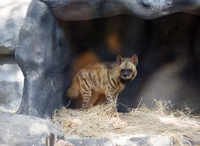 See the latest photos of <i class="tbold">striped hyena</i>