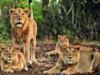 Eight lions captured near Gujarat's Jetpur