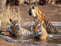 Check out our latest images of <i class="tbold">ranthambore</i>