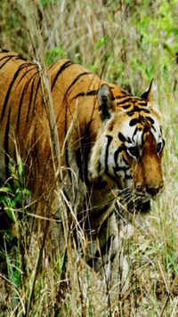 Kanha Tiger Reserve and National Park