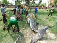 5.3-metre-long whale washed onto West Bengal beach